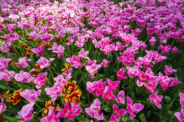 Fototapeta premium Blooming tulips