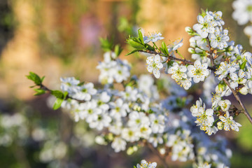 background blurred white blooming wild plum branches bright sunlit spring in May