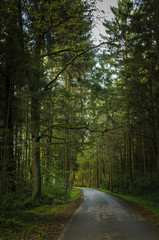 The road through the forest