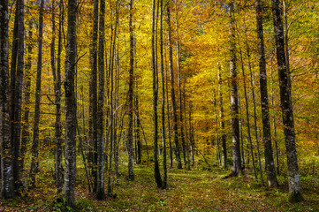 Obraz premium Birches in autumn