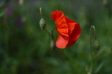 Fototapeta premium Poppy blossom