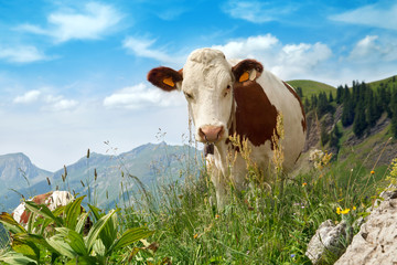 Fototapeta na wymiar A cow is feeding on green meadow in mountains