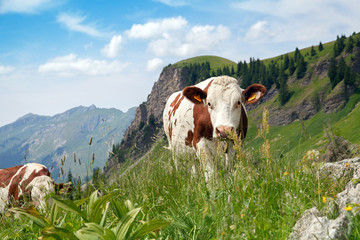 A cow is pasturing on green lush meadow in mountains - 112268375