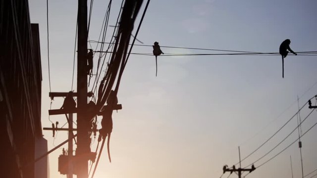 Lopburi city in Thailand, thousands of macaque monkeys live in freedom.
During the monkey festival, at the sunset  hundreds of monkey climb on the electric cables.
