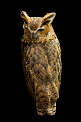 Owl portrait low key photograph on black background. wildlife animal.