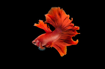Fototapeta na wymiar Red betta fish on Black background