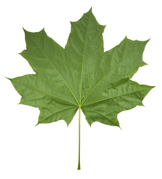 Maple Leaf isolated