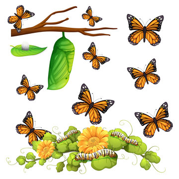 Different stages of butterfly