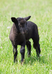 Black suffolk lamb on a spring meadow