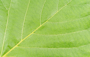 Plant green leaf, taro leaf 