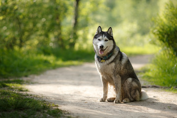 Dog breed Siberian Husky walking in summer park