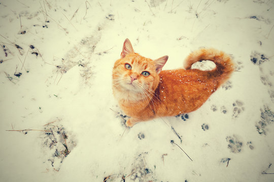 Red cat walking on the snow and looking up. Perspective view