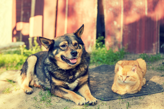 cat and dog lying together in the yard