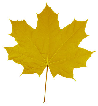 Maple Leaf isolated - Yellow