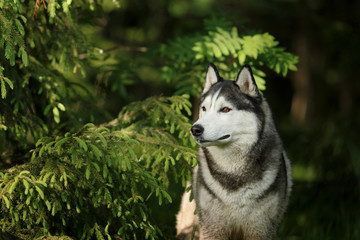 Fototapeta premium Dog breed Siberian Husky walking in summer park