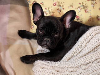 Dog lying on the bed, on the pillow under a knitted white blanket. Cute, cute dog 