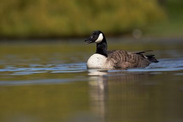 Canada Goose, Branta Canadensis