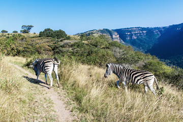 Fototapeta na wymiar Zebras Walking Up Trail in Reserve in South Africa