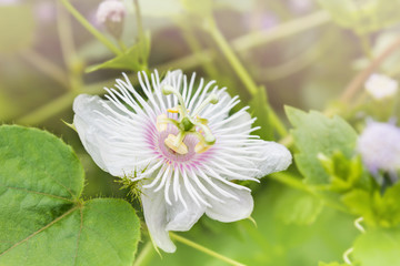 Romantic nature wild grass flower,Passiflora  with rain drop, gentle amazing white flower shape in nature for background