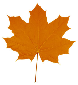 Maple Leaf isolated - Orange