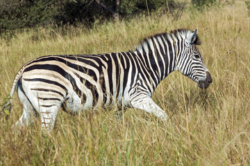 Fototapeta na wymiar Single Zebra in Tall Winter Grass in Nature Reserve