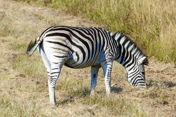 Single Zebra Grazing on Dry Winter Grass