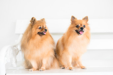 pomeranian dog
