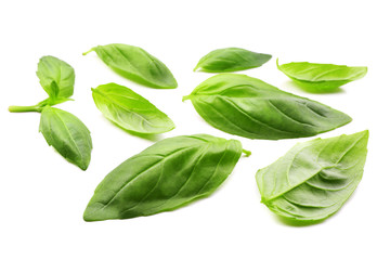 Fresh basil leaves group isolated on white