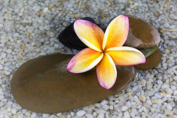 Touching nature with relaxing and peaceful with orange yellow plumeria or frangipani on water and pebble rock