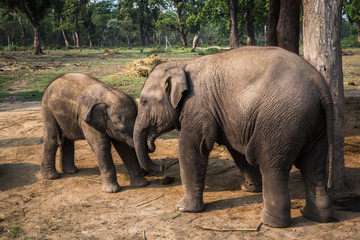 Elephants