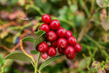 bush of ripe cranberries