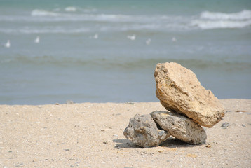 Fototapeta na wymiar coquina by the sea on the beach
