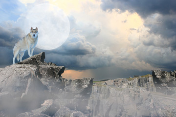 Wolf standing on a mountian under a full moon.