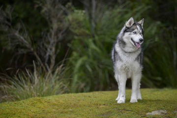 Husky dog