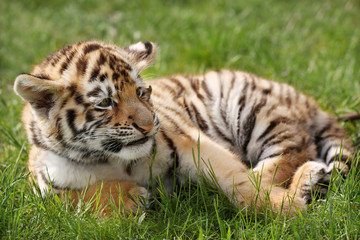 Baby tiger lying on grass