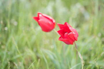 Wild flowering tulip