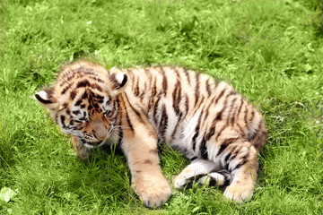 Baby tiger lying on grass
