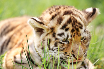 Baby tiger lying on grass