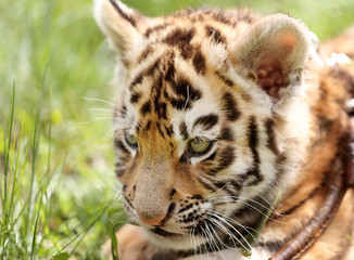 Baby tiger lying on grass