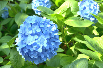 紫陽花の花