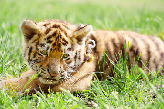 Baby tiger lying on grass