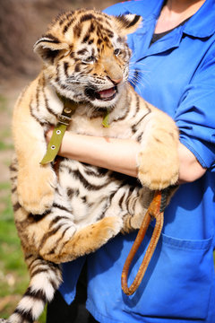 Woman holding baby tiger, close up