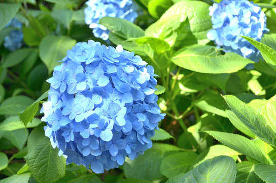 57 Best 青い紫陽花 Images Stock Photos Vectors Adobe Stock