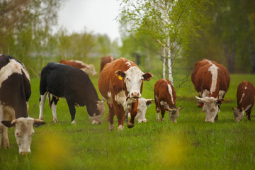Fototapeta na wymiar Cows grazing on a green summer meadow in Hungary