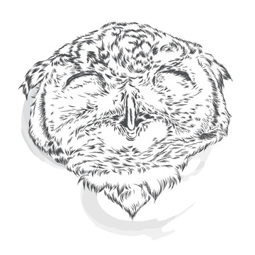Funny owl. Vector  for a card or poster. Print on clothes and accessories. Bird painted by hand.