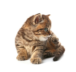 Obraz premium Small cute kitten, isolated on white