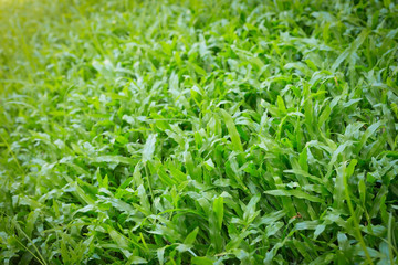 Fototapeta na wymiar green grass turf garden in morning