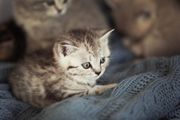 Small cute kitten on couch