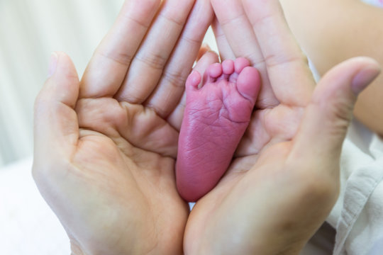 Newborn baby feet into mothers hands.