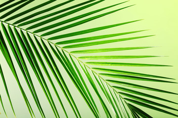 Green leaf of palm tree on color background